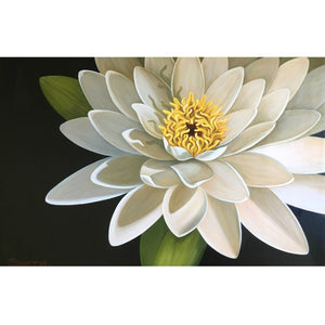 "Sacred Lotus" Limited Edition Print  (edition 25)