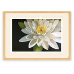 "Sacred Lotus" Limited Edition Print  (edition 25)