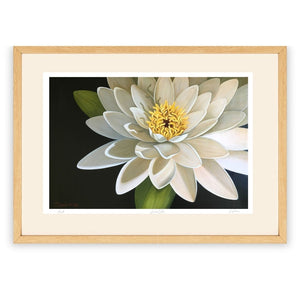 "Sacred Lotus" Limited Edition Print  (edition 25)